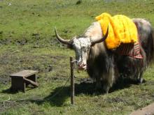 Yunnan