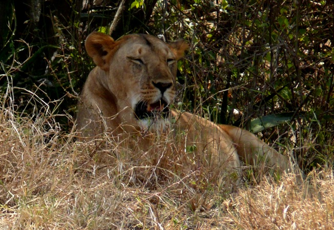 tanzania