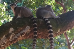 Madagascar 2018