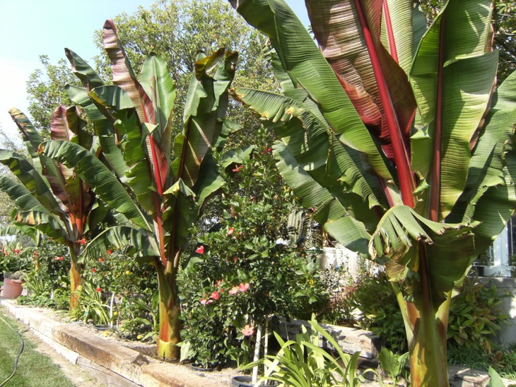 ensete